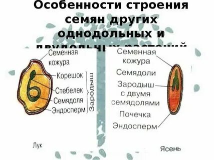 Чем различаются зародыши двудольных