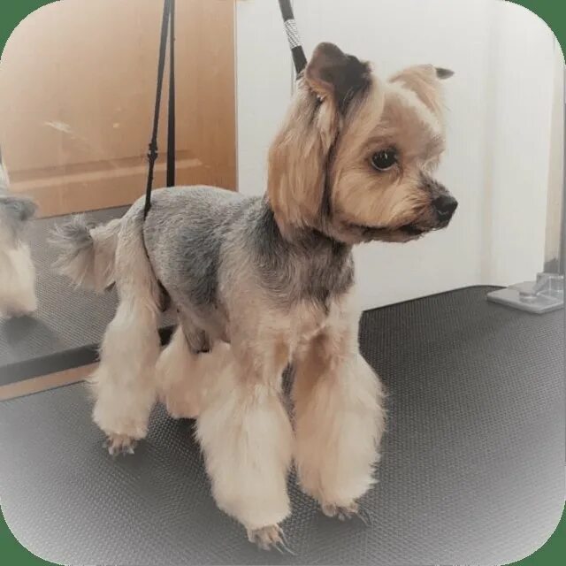 лапы клеш стрижка йорка. стрижка лапок у йорка столбиком. йоркширский терьер подстриженный. стрижка лап йоркширского терьера. стрижка лап йорка.