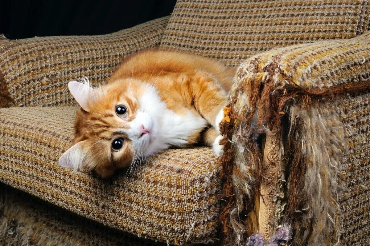 Кошка царапает диван. Кошка царапает мебель. Кот на диване. Кошка дерет мебель и обои. Кошка точит когти.