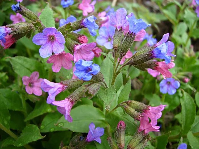 Медуница соцветие. Медуница лесная цветок. Медуница узколистная азуреа. Медуница трава. Первоцветы медуница.
