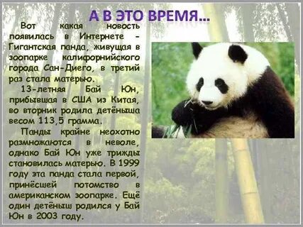 Панда сообщение 4 класс окружающий мир