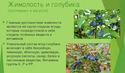Голубике нужна пара