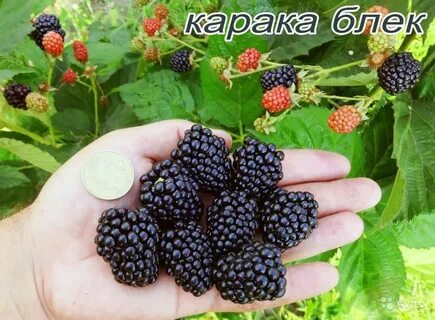 Ежемалина в чем разница