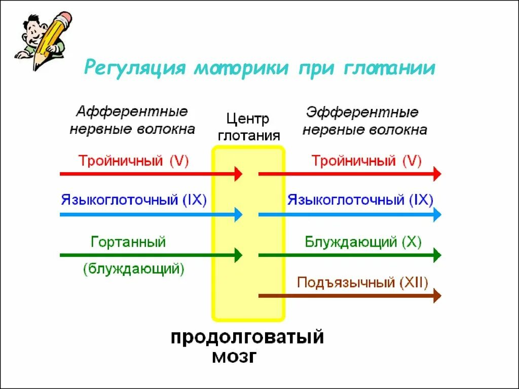 Лекции нормальной физиологии