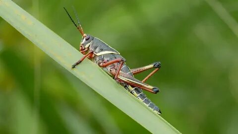 Short horned grasshopper