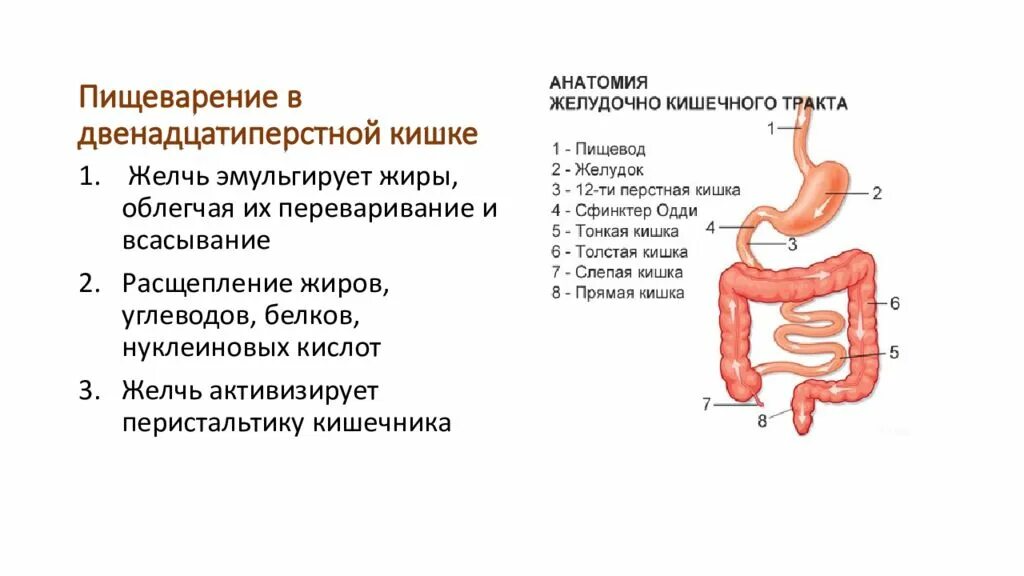 Какие процессы происходят в желудке. Двенадцатиперстная кишка анатомия. Пищеварение в 12 перстной кишки рисунок. Желудок и двенадцатиперстная кишка анатомия человека. Пищеварение в 12 перстной кишки строение и функции.