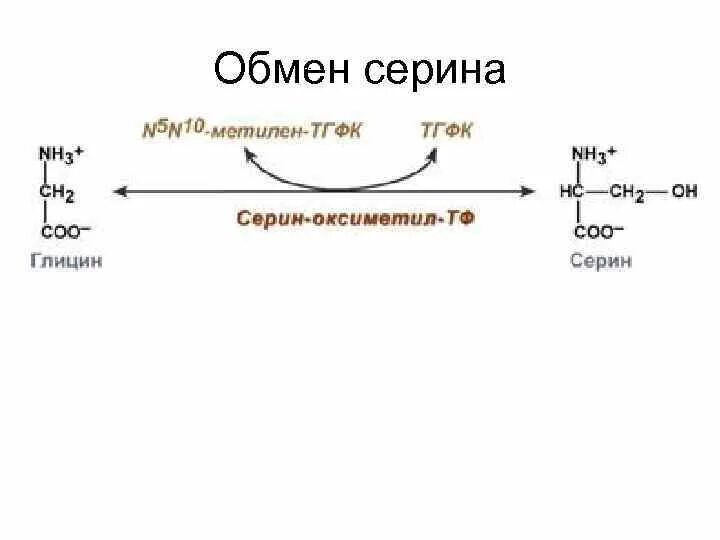 Напишите реакцию глицина. Схема обмена глицина и Серина. Реакция образования Серина из глицина. Реакция синтеза Серина. Метаболизм глицина и Серина участие ТГФК.