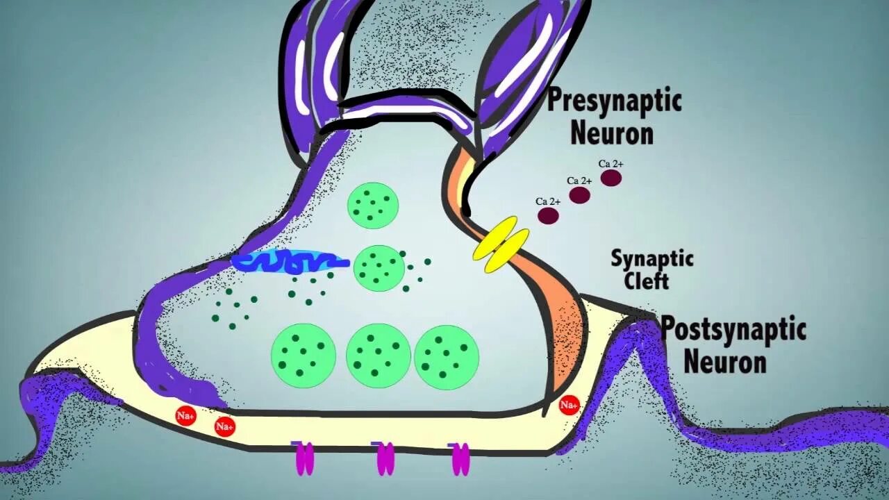 Synaptic linux. Synaptic. Synaptic npm. Synaptic transmission.