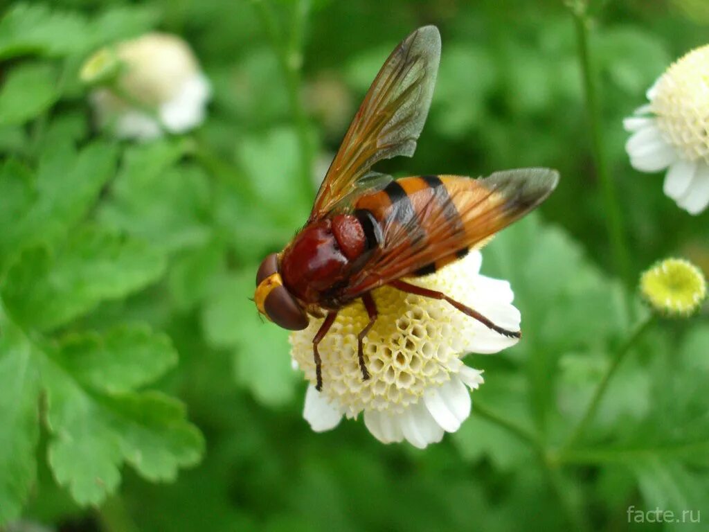 Tsetse fly. Муха ЦЕЦЕ. Муха ЦЕЦЕ фото. Муха ацц. Маха ЦЦ.