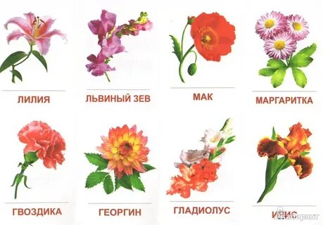Садовые цветы для детей