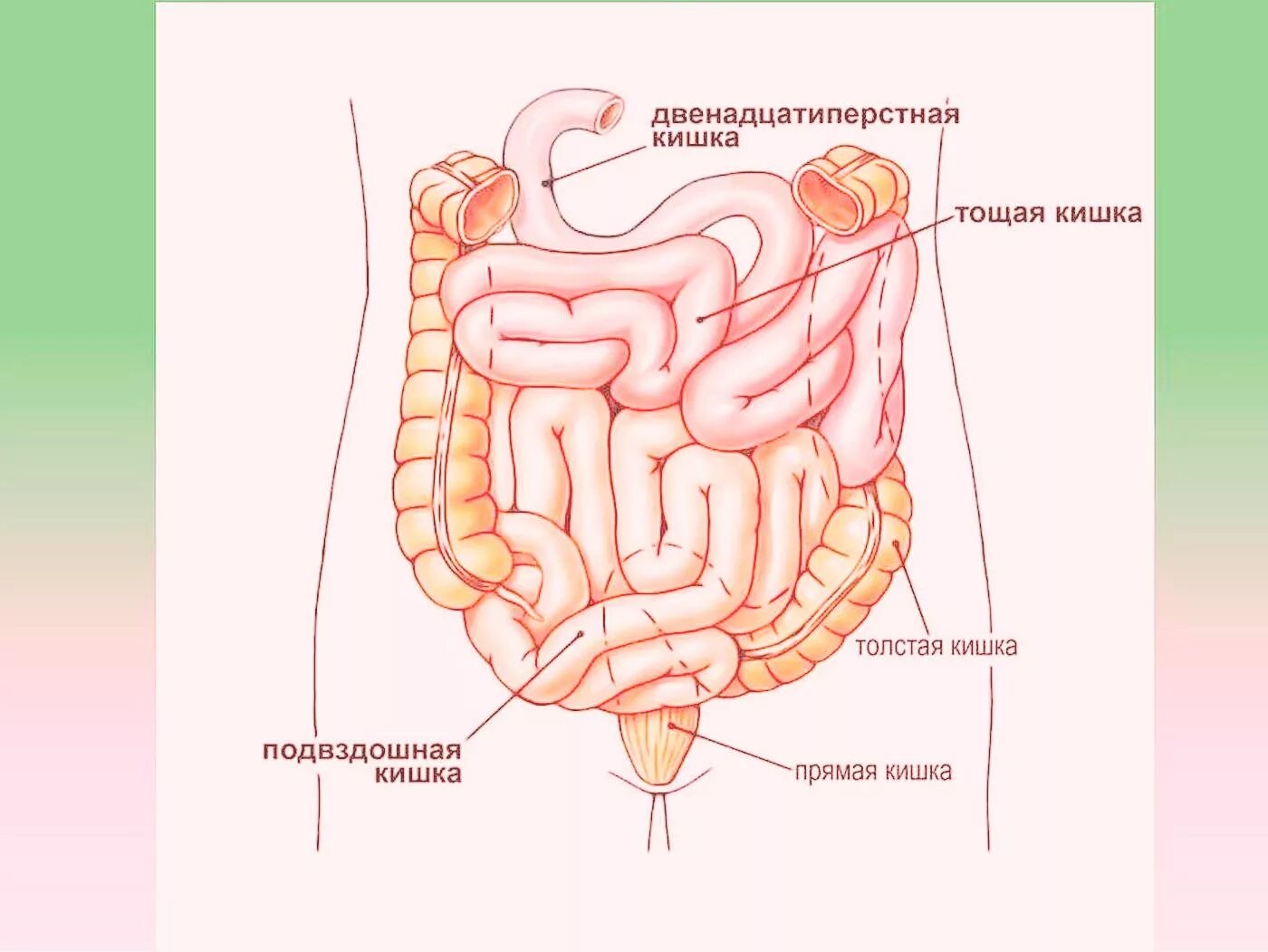 Правая подвздошная кишка. Строение подвздошной тонкой кишки. Терминальный отдел подвздошной кишки. Терминальный отдел подвздошной кишки анатомия. Отделы тонкой кишки анатомия.