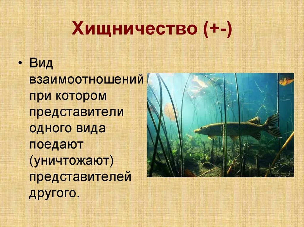 Хищничество является примером. Виды хищничества. Хищничество Тип взаимоотношений. Хищничество примеры. Хищничество у рыб.