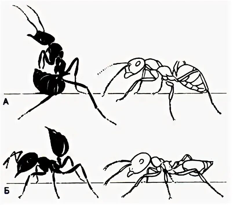 Позы муравьёв. Общественные насекомые рисунок. Поза муравья. Пауки изображающие муравьев.