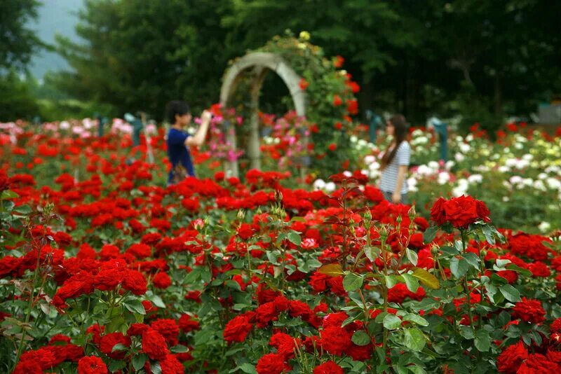 красивые вечерние розы. парк аллея роз ростов. улица красной розы. розарий в парке горького. ростов на дону западный район аллея роз парк.