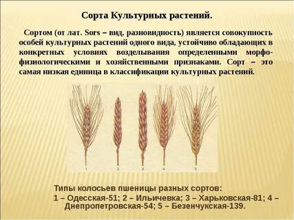 Пшеница твердая однолетнее светолюбивое растение