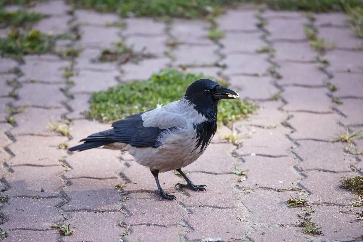 ворон женского рода. девушка и ворон. ольга волошина ведьма. фотосессия с вороном москва. определить пол вороны.
