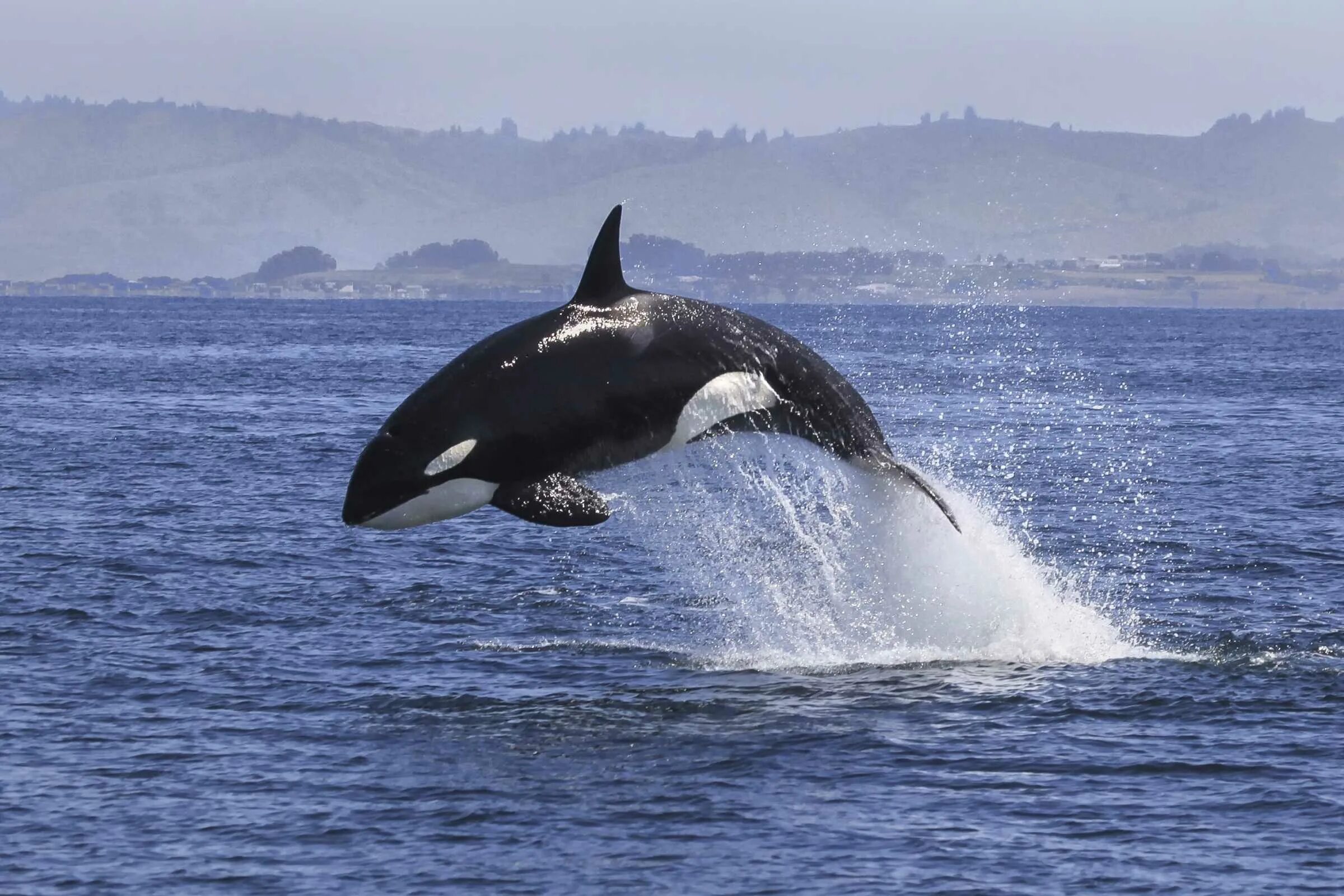 Где живут касатки. Косатка Orcinus Orca. Орка Касатка. Косатка или Касатка.