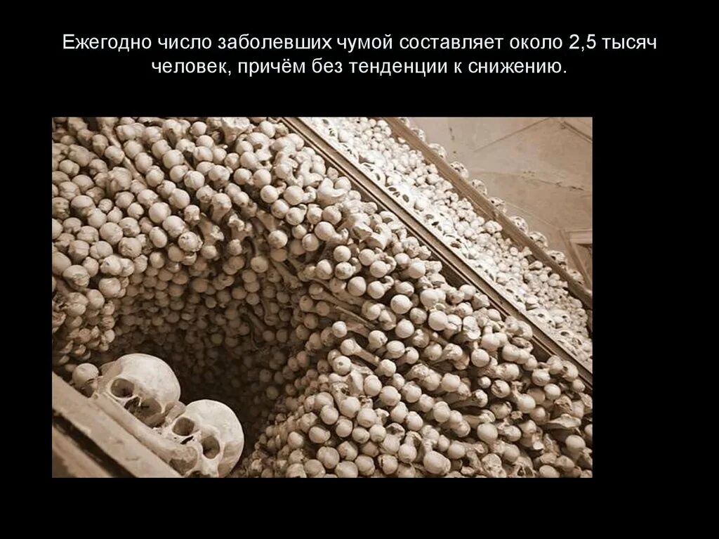 Природно-очаговое заболевание чума - презентация онлайн