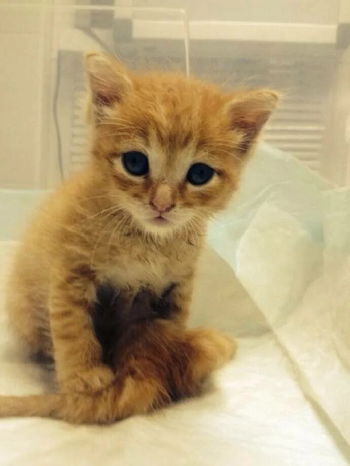 непрофессиональные фото котят. сейчас котенка. сейчас котенка. сейчас котенка. шестилапый котенок.