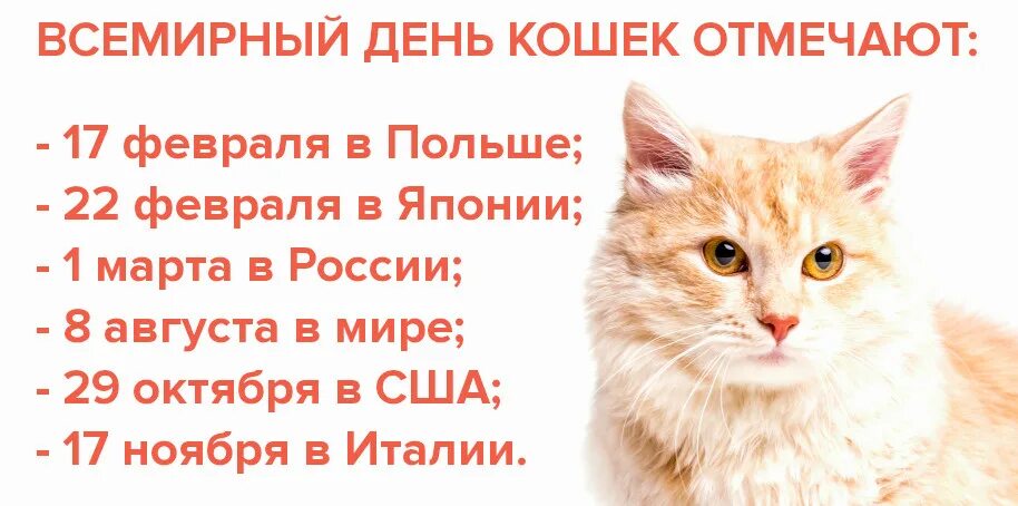 День котиков в россии. Всемирный день кошек. Всемирный день кошек 8 августа. Отмечается день кошек.