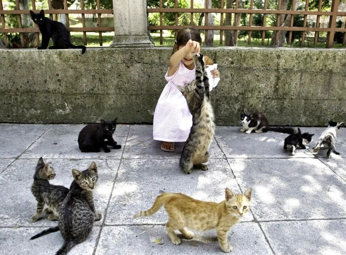 Кормить много кошек. Уличная кошка. Коты на улице. Кошки в Турции. Много котов на улице.