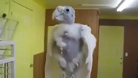 Видео попугай танцует под