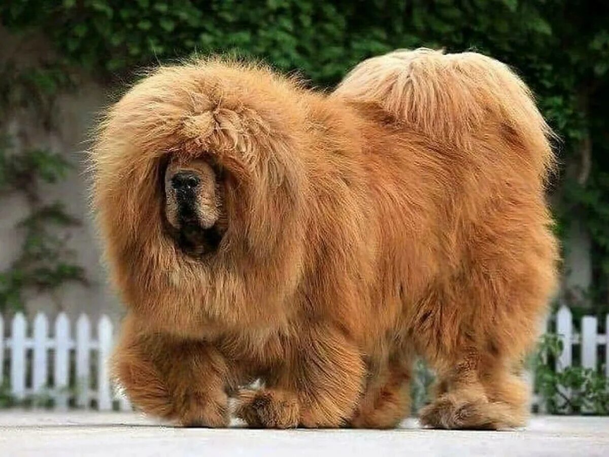 Огромная собака порода. Тибетский мастиф. Тибетский мастиф Хонг Донг. Собаки породы тибетский мастиф. Афганский мастиф.
