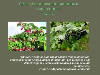 Малина какое размножение