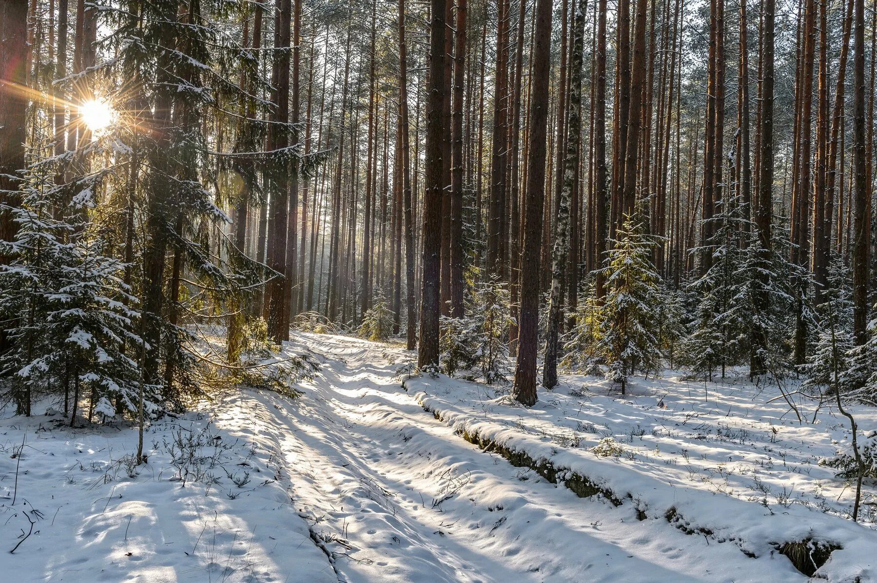 Зимний Сосновый лес Курск. Зимний хвойный лес. Тропинка в зимнем лесу. Зимний закат в еловом лесу.