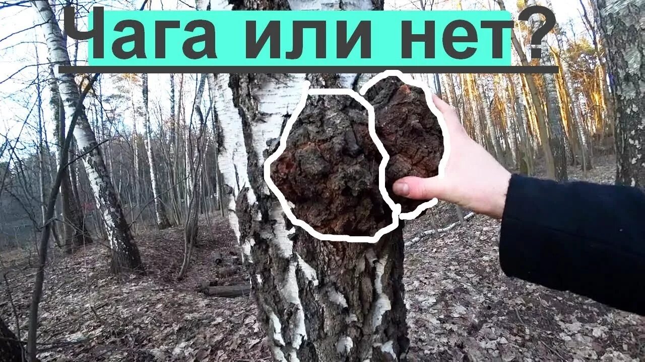 Чага как найти в лесу. Чага. трутовик чага в лесу. чага и трутовик. чага фото.