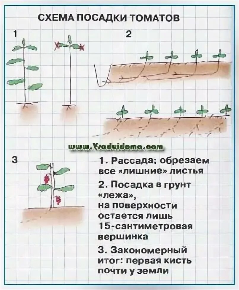 Помидоры сажают на расстоянии друг. Схема высадки в открытый грунт рассады томатов. Высадка рассады помидор схема. Схема посадки томатов в открытый грунт рассадой. Схема посадки рассады помидор в теплице.