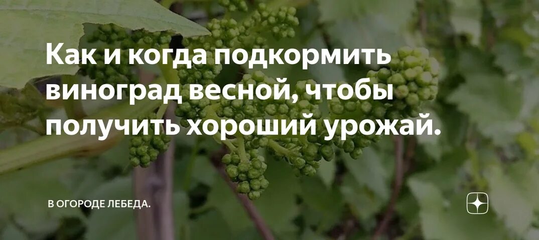 Чем удобрять виноград весной. Подкормка винограда. Подкармливать виноград. Удобрять виноград. Подкормка винограда весной.