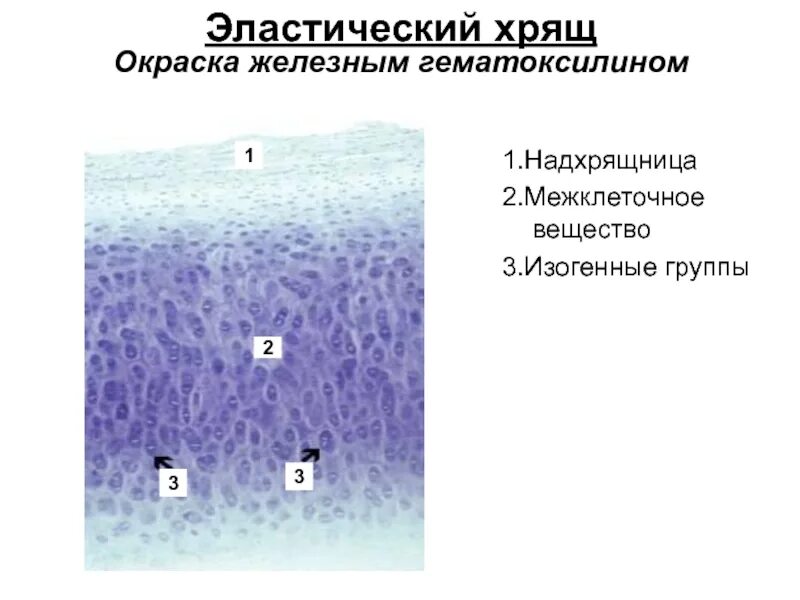 Эластический хрящ гистология препарат. Эластическая хрящевая ткань орсеин гематоксилин. эластическая хрящевая ткань гистология. окраска железным гематоксилином.