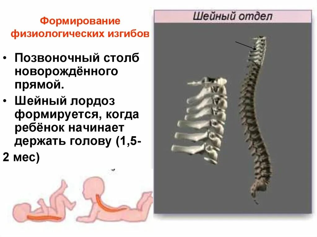 Четыре изгиба позвоночника. Скелет физиологические изгибы туловища. Позвоночный столб лордоз. Физиологические лордозы позвоночного столба. Формирование изгибов позвоночника.