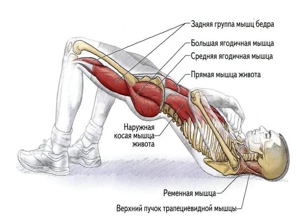 Ягодичный мостик анатомия упражнений. Ягодичный мостик мышцы. Упражнение ягодичный мост мышцы. Упражнение мышцы ягодичный мостик. Лк мышца