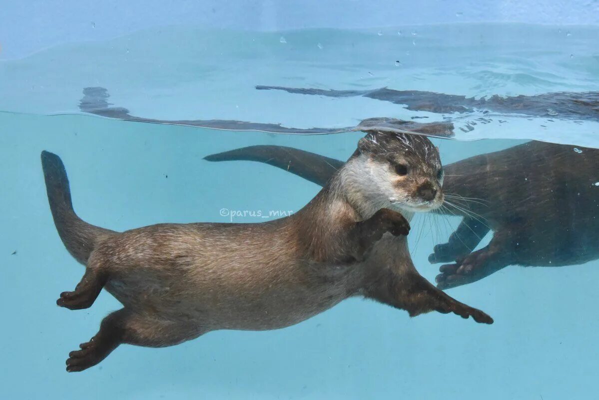Baby Otters Who Are So Cute You'll Cry - YouTube