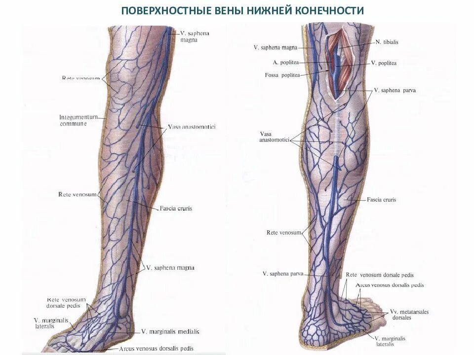 Где находится вена на ноге. Суральная вена нижних конечностей анатомия. большая подкожная вена ноги (vena saphena magna). большая подкожная вена ноги топография. вена сафена магна анатомия.
