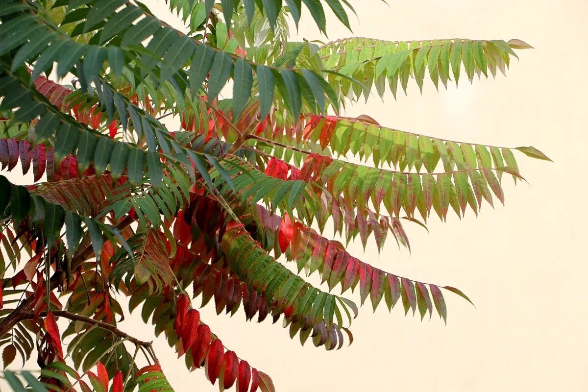 сумах дубильный. сумах пушистый оленерогий. сумах оленерогий уксусное дерево семена. дерево сумах оленерогий. сумах оленерогий красный (уксусное дерево).