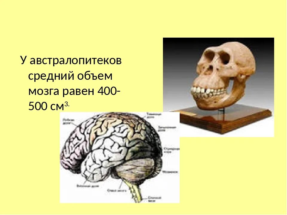 Объем головного мозга наибольшее. Объем головного мозга австралопитека. Объём мозга автролопитеков. Объем мозга австрало Питек. Объём Моза австралопитека.