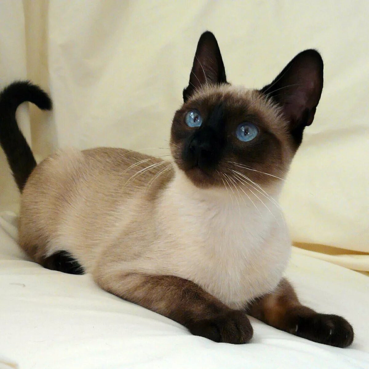 Сиамская порода котов. Тайская кошка Сноу Шу. Сиамская кошка. Кот сиамской породы. Сноу Шу Блю Пойнт.