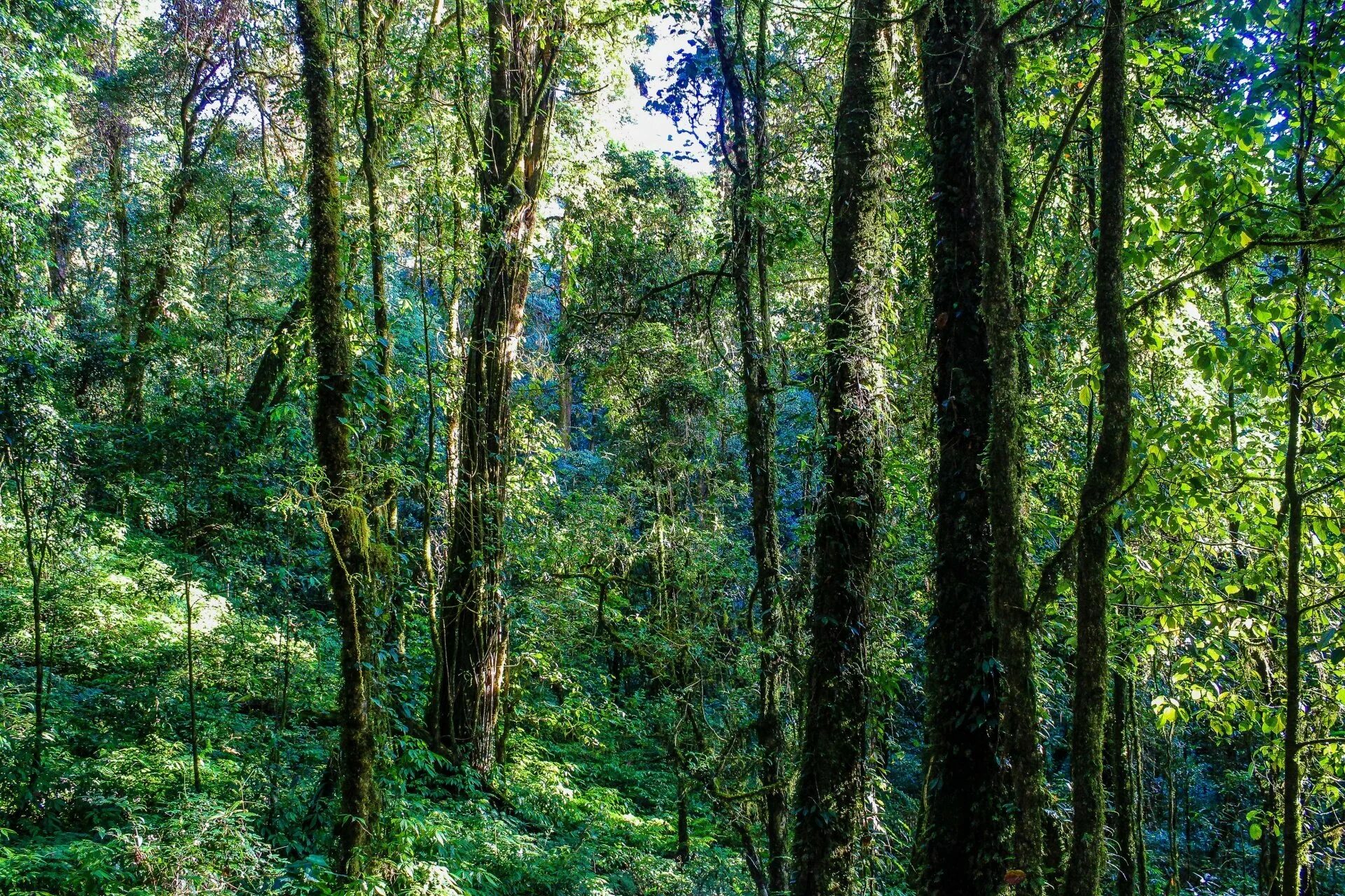 Широколиственные леса Австралии. Лиановые хвойно-широколиственные леса. Субтропические широколиственные леса. Уссурийский заповедник лиановый лес.