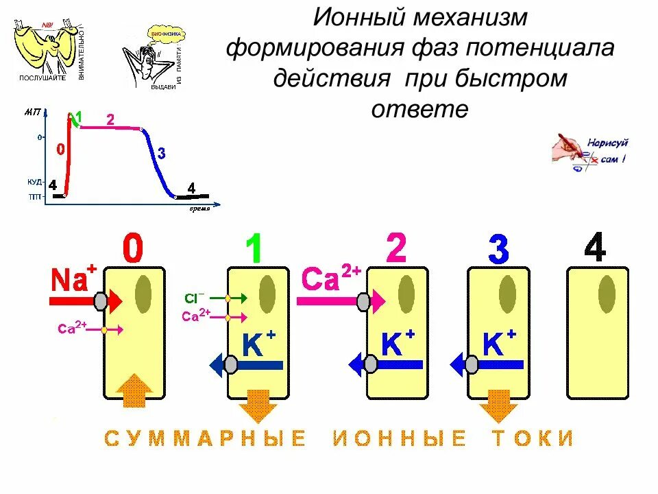 Ионный механизм развития потенциала действия. Ионные механизмы формирования потенциала действия. Ионные механизмы формирования Пд. Ионный механизм генерации потенциала действия. Моментальная реакция