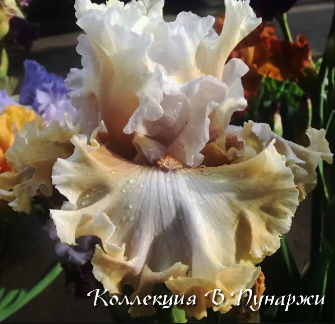 ирис пассион плей. ирис дабл плей. ирис пассион плей. бородатый ирис tropical passion. ирис espionage.