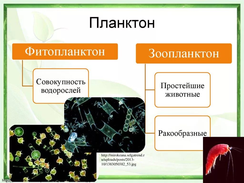 Фитопланктон понятие. Фитопланктозоопланктон. Планктон фитопланктон и зоопланктон. Фитопланктон примеры. Зоопланктон и фит планктон.