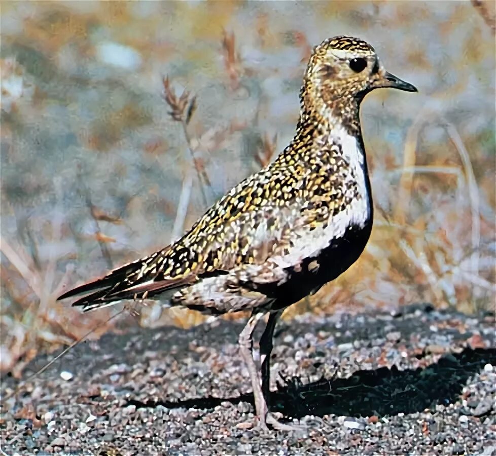 Пигалица птица. Птица из цапель 6 букв. Птица на г 6 букв сканворд. Crop bird. Удод степной.