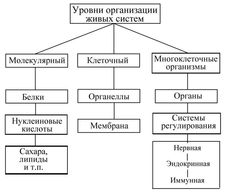 Уровни организации живого схема. Схема уровней организации живых организмов. Уровни организации биологических систем. Уровни организации живых систем таблица. Уровень организмов живой природы