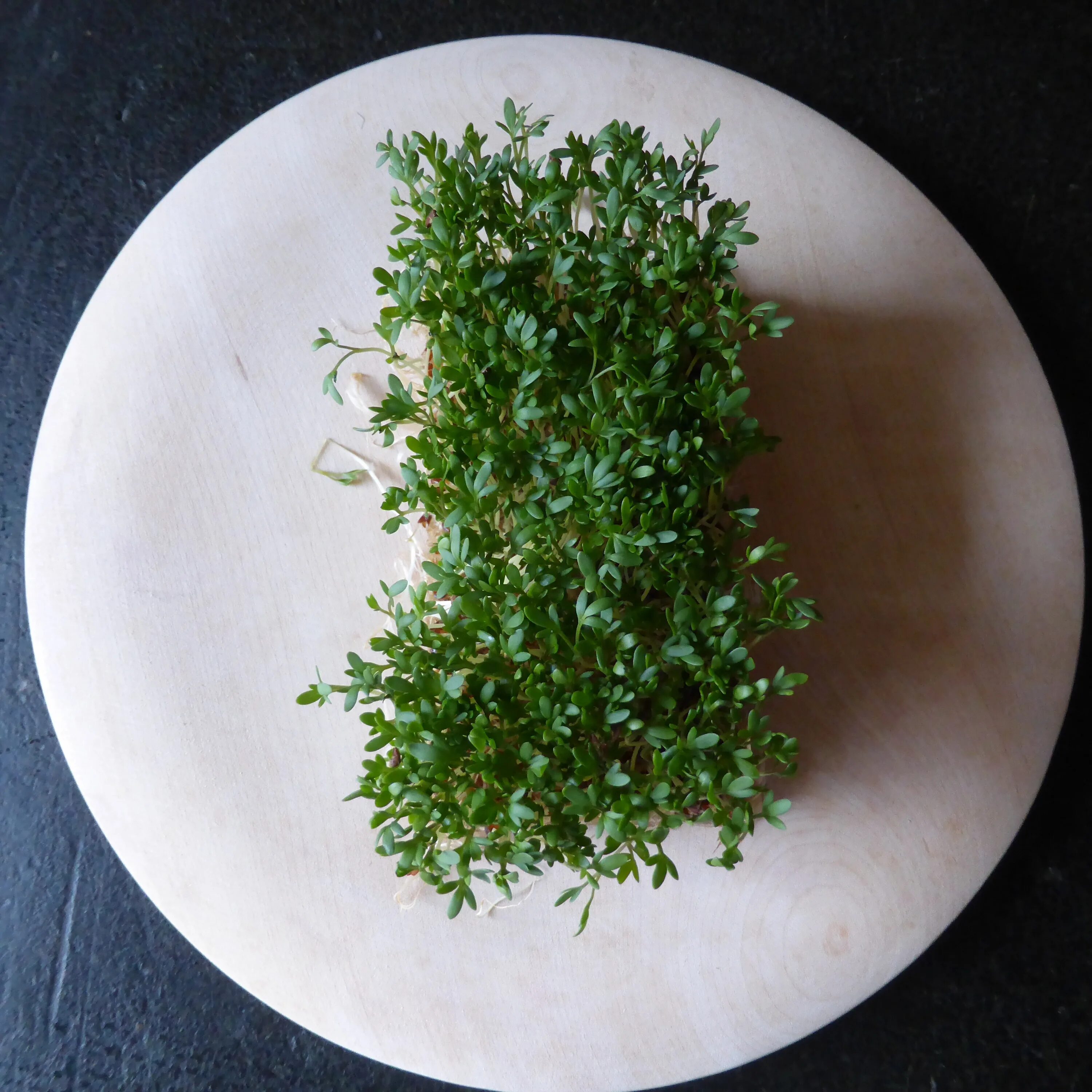 Розмарин микрозелень. Кресс тимьян. Кресс салат цветет. Зелёная ароматная специя трава.