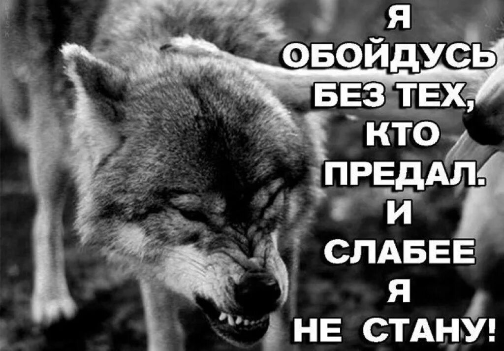 Сильный ест слабого. Волк и предательство. Волк предатель. Брат за брата волк. Волка предали.