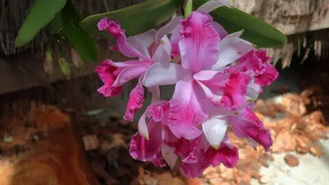 User:FlickreviewR 2. 210409 017 SD Botanic Gdn - Dickinson Family Conservat...