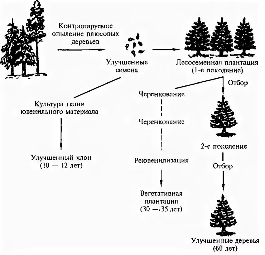 Микроклональное размножение схема. Клональное размножение растений. Плюсовые деревья. Микроклональное размножение растений.